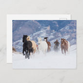雪ランニングの中を馬が ポストカード (正面/裏面)