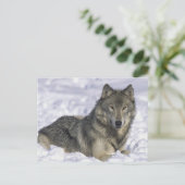 雪中の動物 ポストカード (スタンド正面)