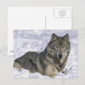 雪中の動物 ポストカード (正面/裏面)