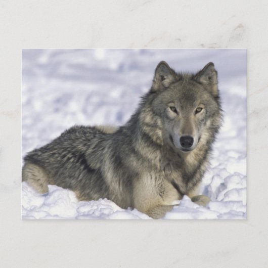 雪中の動物 ポストカード (正面)