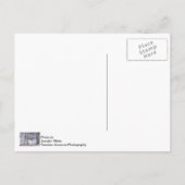 雪中の鹿の家族 ポストカード (裏面)