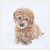 雪付きゴルデンドルパピー顔 スクエアシール (正面)