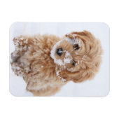 雪付きゴルデンドルパピー顔 マグネット (横)