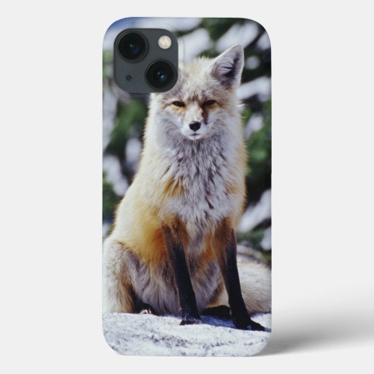 雪原に座るアカギツネ、Vulpes、山 Case-Mate iPhoneケース (裏面)