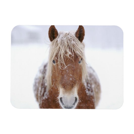 雪原に立つ茶色の馬のクローズアップ。 マグネット (横)
