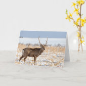 雪原のシカスタッグ |日本 カード (黄色い花)
