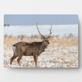 雪原のシカスタッグ |日本 フォトプラーク (正面)