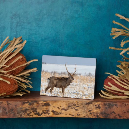 雪原のシカスタッグ |日本 フォトプラーク (側面)
