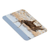 雪原のシカスタッグ |日本 マグネット (右側)