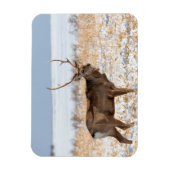 雪原のシカスタッグ |日本 マグネット (縦)