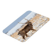 雪原のシカスタッグ |日本 マグネット (左側)