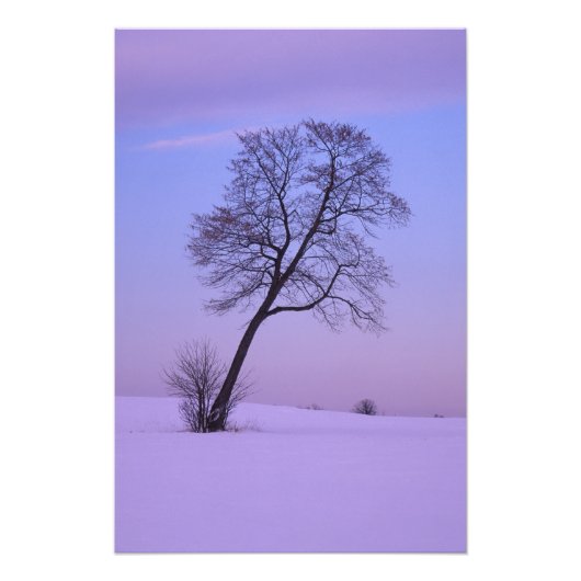 雪原の傾いた木; チッペワ郡; フォトプリント            (正面)