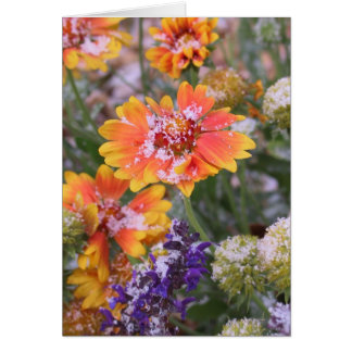 雪塵を払われたgaillardia