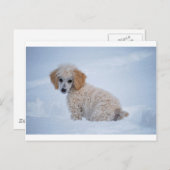 雪大切の中の白いプードル ポストカード (正面/裏面)