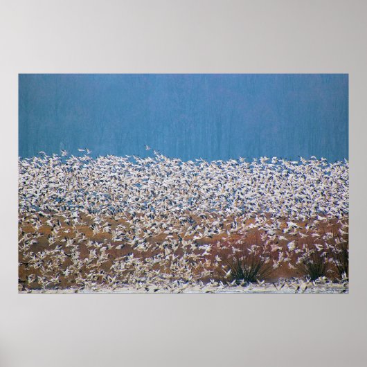 雪姫が飛ぶ！ ポスター (正面)