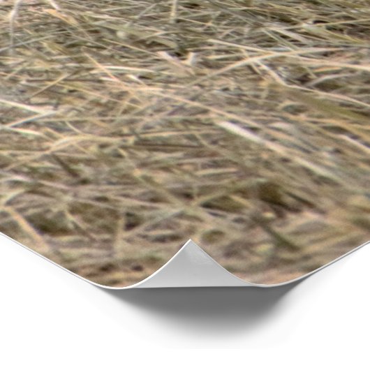 雪姫ポスター ポスター (角)