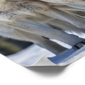 雪威厳のあるに覆われたオオカミ ポスター (角)