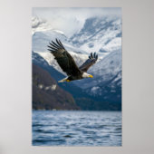 雪威厳のあるの上に低く飛んでいるはげイーグルPo ポスター (正面)