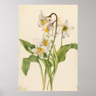 雪崩百合(Erythronium montanum) ポスター