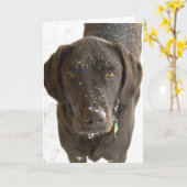 雪散りチョコレートラボの写真 カード (黄色い花)
