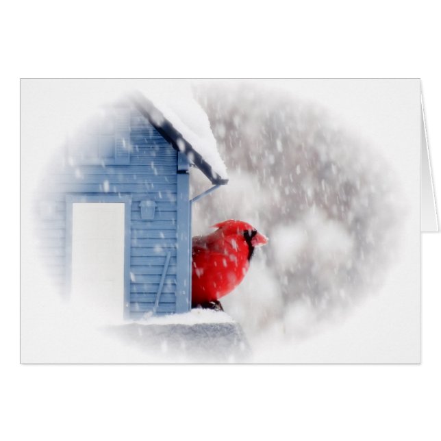 雪日の（鳥）ショウジョウコウカンチョウ-鳥 (正面横)