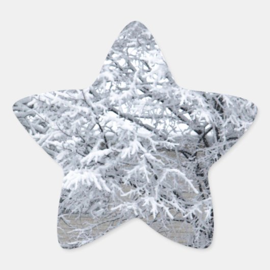 雪木 星シール (正面)