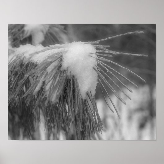 雪氷松針葉白黒自然プリント ポスター (正面)