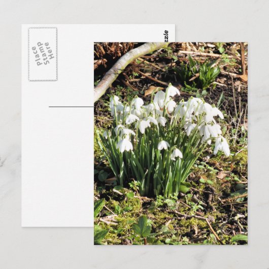 雪滴 ポストカード (正面/裏面)