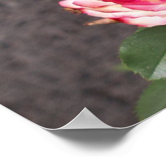 雪火バラ ポスター (角)