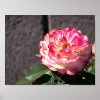 雪火バラ ポスター