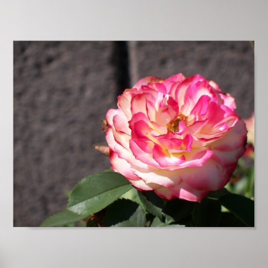 雪火バラ ポスター (正面)