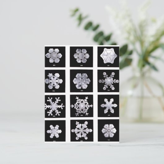 雪片 ポストカード (スタンド正面)