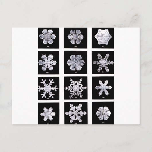 雪片 ポストカード (正面)