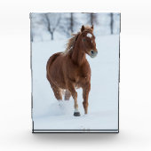 雪独身のの中ランニングの馬の馬 フォトブロック (正面)