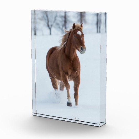 雪独身のの中ランニングの馬の馬 フォトブロック (右)