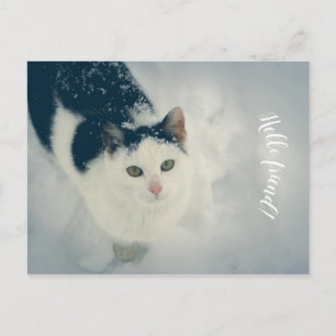 雪猫 ポストカード