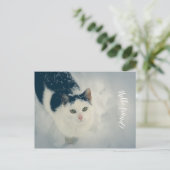 雪猫 ポストカード (スタンド正面)