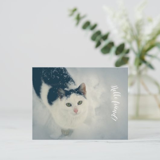 雪猫 ポストカード (スタンド正面)
