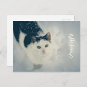 雪猫 ポストカード (正面/裏面)