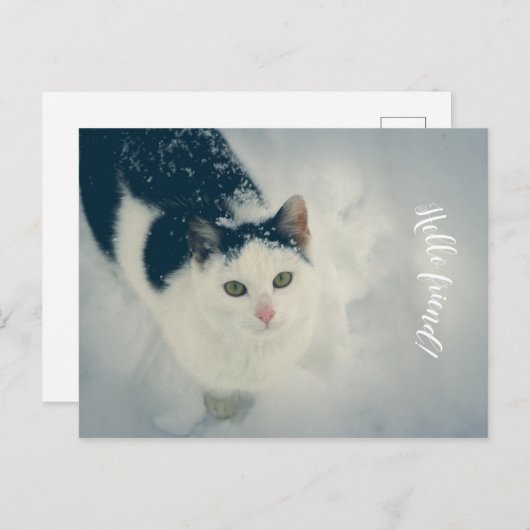 雪猫 ポストカード (正面/裏面)