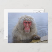 雪猿日本のの温泉 ポストカード (正面/裏面)