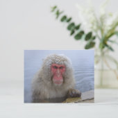 雪猿日本のの温泉 ポストカード (スタンド正面)