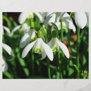 雪粒 – 冬咲き球根の花 チラシ