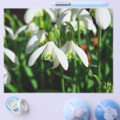 雪粒 – 冬咲き球根の花 チラシ (シングル)