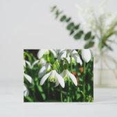 雪粒 – 冬咲き球根の花 ポストカード (スタンド正面)