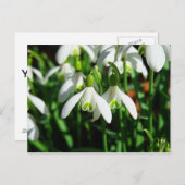 雪粒 – 冬咲き球根の花 ポストカード (正面/裏面)