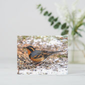 雪素晴らしの上で多様なツグミの鳴鳥 ポストカード (スタンド正面)