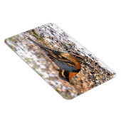 雪素晴らしの上で多様なツグミの鳴鳥 マグネット (右側)