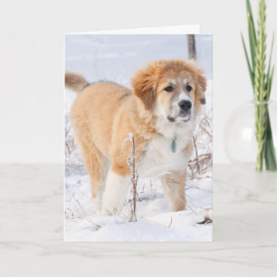 雪素晴らしの中のピレネーの子犬 シーズンカード