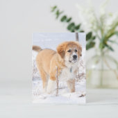 雪素晴らしの中のピレネーの子犬 シーズンポストカード (スタンド正面)
